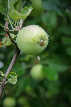 Close-up view of green unripe apple on the tree in the garden in summer day with natural blurred background. Shallow depth of field.