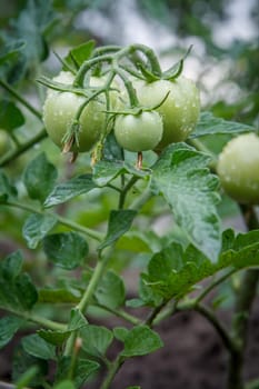 Unripe green tomatoes growing on bush in the garden. Cultivation of tomatoes in a greenhouse.