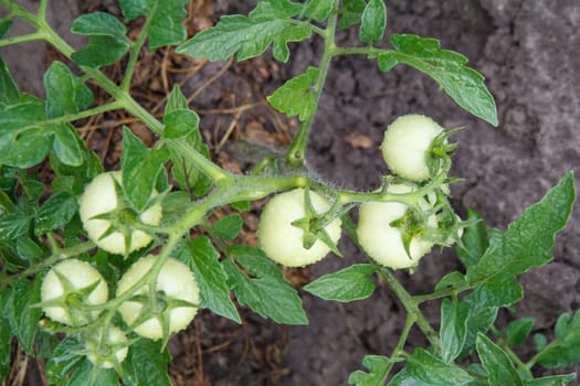 Top view of unripe green tomatoes growing on bush in the garden. Cultivation of tomatoes in a greenhouse.