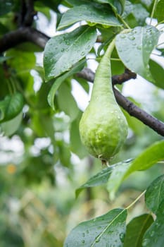 Green unripe pear with water drops on the tree in the garden in summer day with leaves on the background. Shallow depth of field.