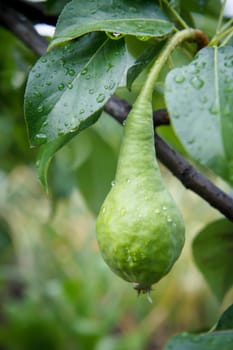 Close-up view of green unripe pear with water drops on the tree in the garden in summer day with leaves on the background. Shallow depth of field.