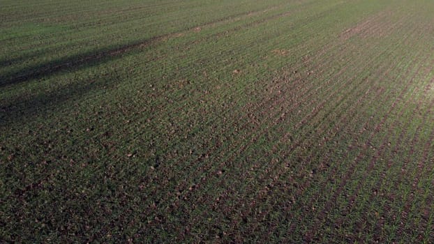 Green field with young green small sprouts of cereal crops and blue sky on sunny spring autumn day. Flying over agricultural field green plants. Agro industrial landscape. Agrarian farm scenery Uplift