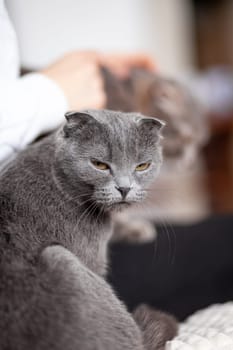 Beautiful striped gray cat. A domestic cat is lying on the sofa. A cat in a home interior. Image for veterinary clinics, websites about cats. selective focus