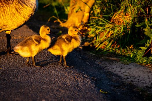 A couple of young yellow Canada geese walk across the road