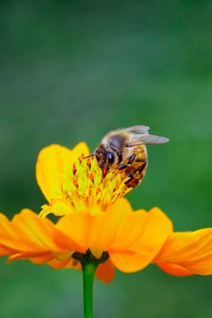 Image of bee or honeybee on yellow flower collects nectar. Golden honeybee on flower pollen. Insect. Animal