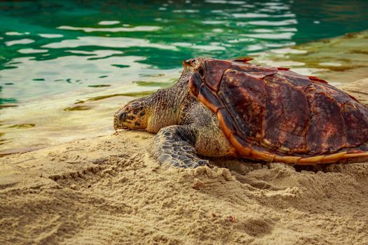 Hawksbill Sea Turtle rests in sand