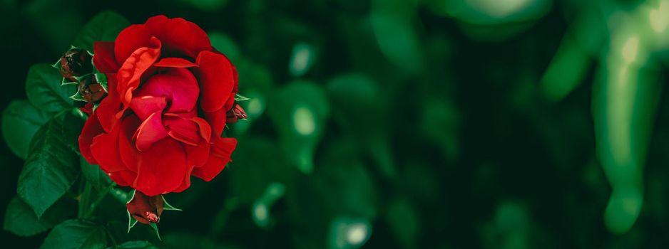 Red roses in beautiful flower garden as floral background.