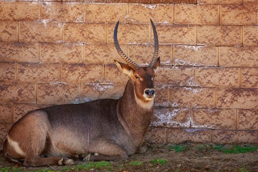 Male Waterbuck rest in the shade, agaist the wall