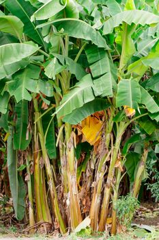 Group of a banana tree in garden in thailand. 