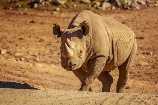 White Rhinoceros walks across the plain