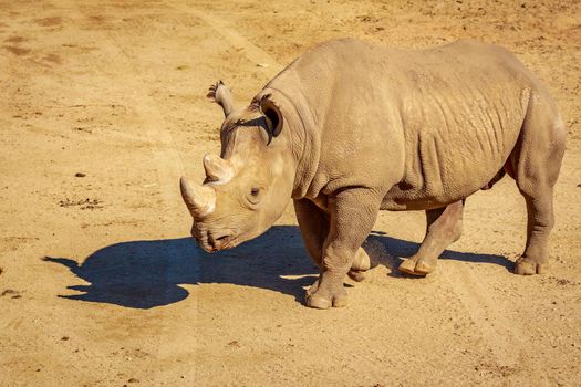 White Rhinoceros walks across the plain