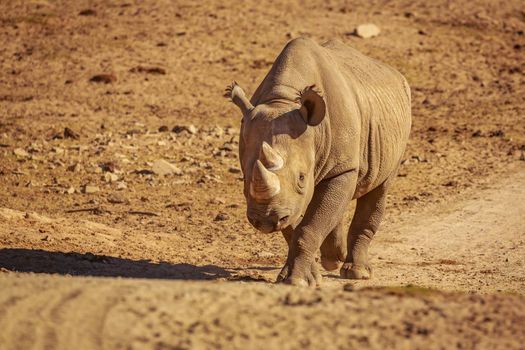 White Rhinoceros walks across the plain