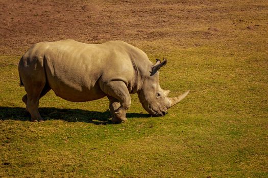 White Rhinoceros walks on the meadows