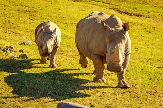 Baby White Rhinoceros tags along with mother