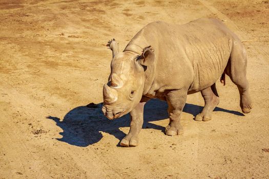 White Rhinoceros walks across the plain