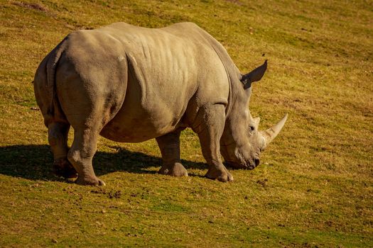 White Rhinoceros walks on the meadows