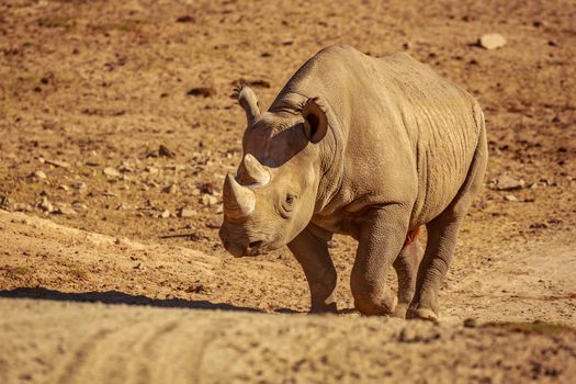 White Rhinoceros walks across the plain