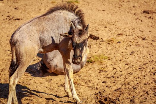 Close-up portrait of blue wildebeest in its habitat.