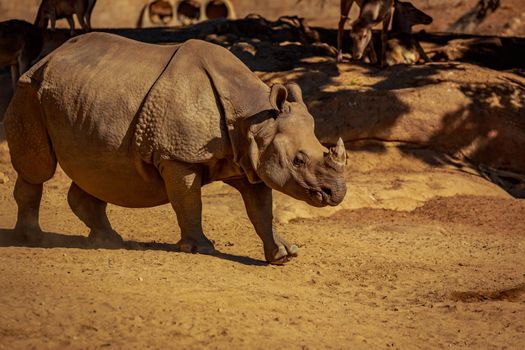 Single Indian Rhinoceros walks in the park.