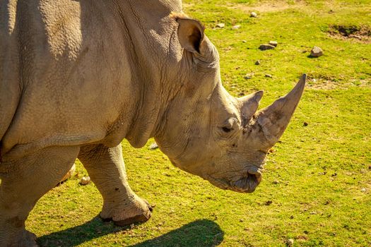 Close up portrait of White Rhinoceros wallking on the meadows