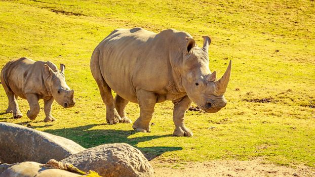 Baby White Rhinoceros tags along with mother