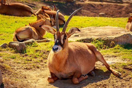 Group of Roan Antelope rest in circle, each facing different direction as safeguarding