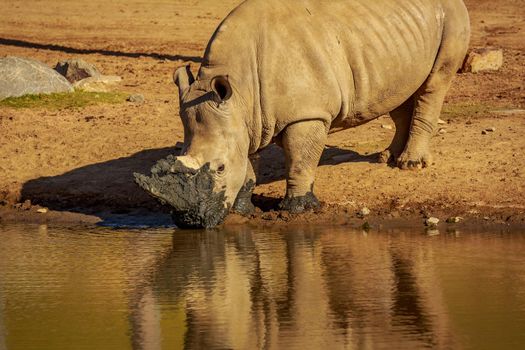 White Rhinoceros with mud on horn, after drinking in the river