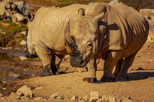 White Rhinoceros with mud on horn, after drinking in the river