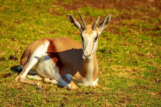 Springbok antelope rest on the meadow