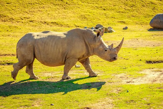 White Rhinoceros walks on the meadows