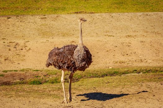 An Ostrich stands guard and dances on a plain field.