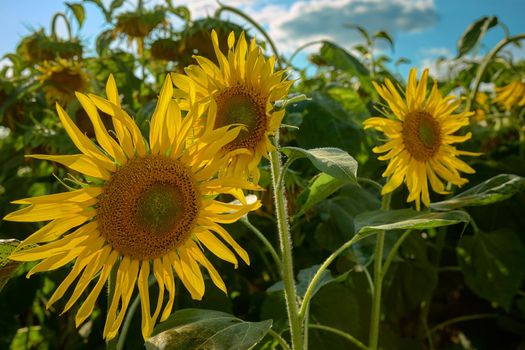 Sunflowers in the field against the blue summer sky