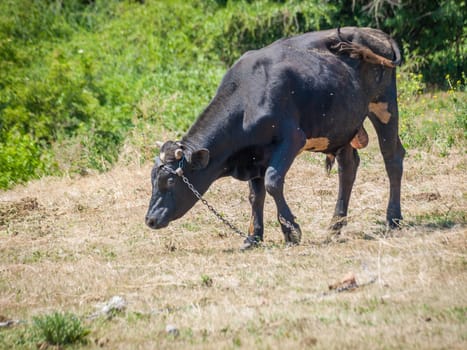 Young black bull tied with an iron chain in rural landscape on the background. Breeding cattle.