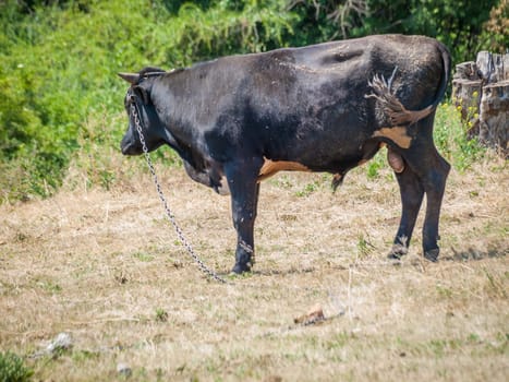 Young black bull tied with an iron chain in rural landscape on the background. Breeding cattle.