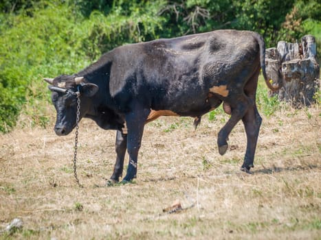 Young black bull tied with an iron chain in rural landscape on the background. Breeding cattle.