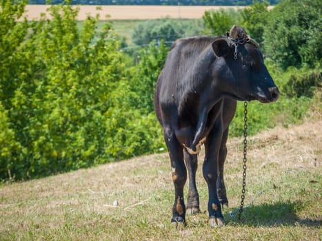 Young black bull tied with an iron chain in rural landscape on the background. Breeding cattle.