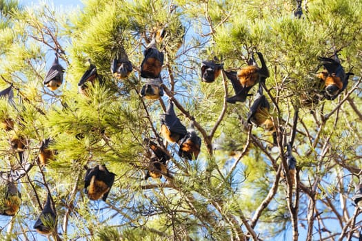 Flying Fox colony in trees in the city of Adelaide in South Australia, Australia