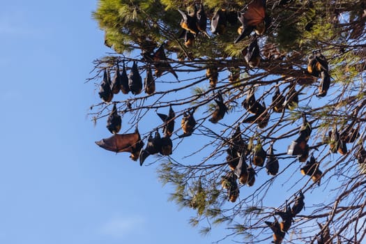 Flying Fox colony in trees in the city of Adelaide in South Australia, Australia