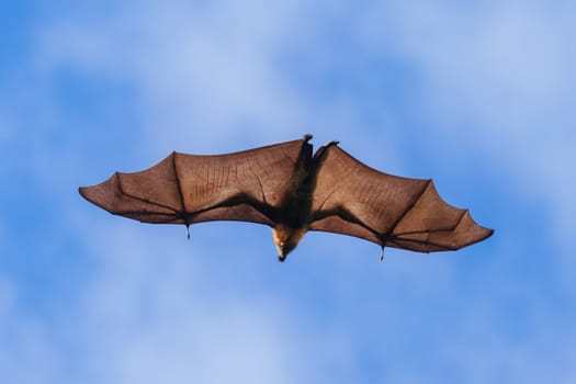 Flying Fox colony in trees in the city of Adelaide in South Australia, Australia