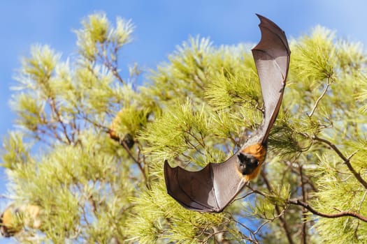 Flying Fox colony in trees in the city of Adelaide in South Australia, Australia
