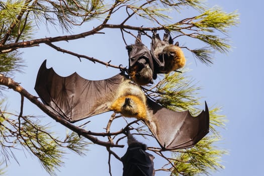 Flying Fox colony in trees in the city of Adelaide in South Australia, Australia