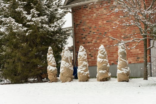 Young cypress trees sheltered from ice and snow for the winter