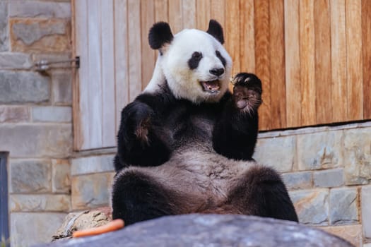 Giant Panda in a zoo environment in Australia