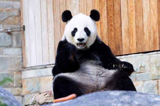 Giant Panda in a zoo environment in Australia