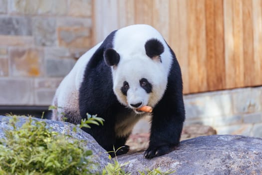 Giant Panda in a zoo environment in Australia