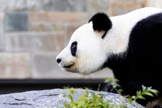 Giant Panda in a zoo environment in Australia