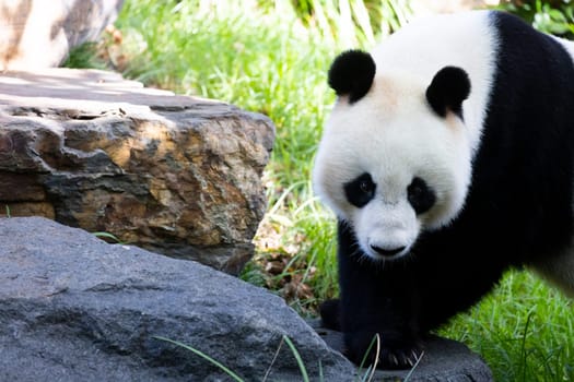 Giant Panda in a zoo environment in Australia