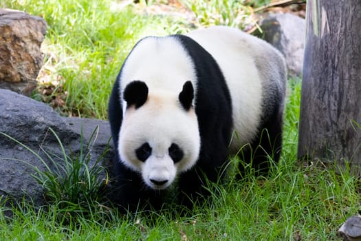 Giant Panda in a zoo environment in Australia