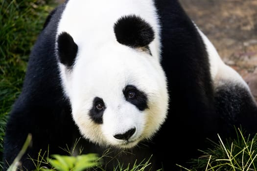 Giant Panda in a zoo environment in Australia