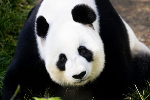 Giant Panda in a zoo environment in Australia